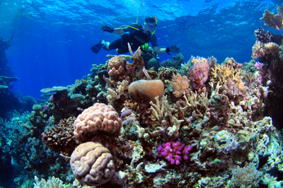 coral garden dive