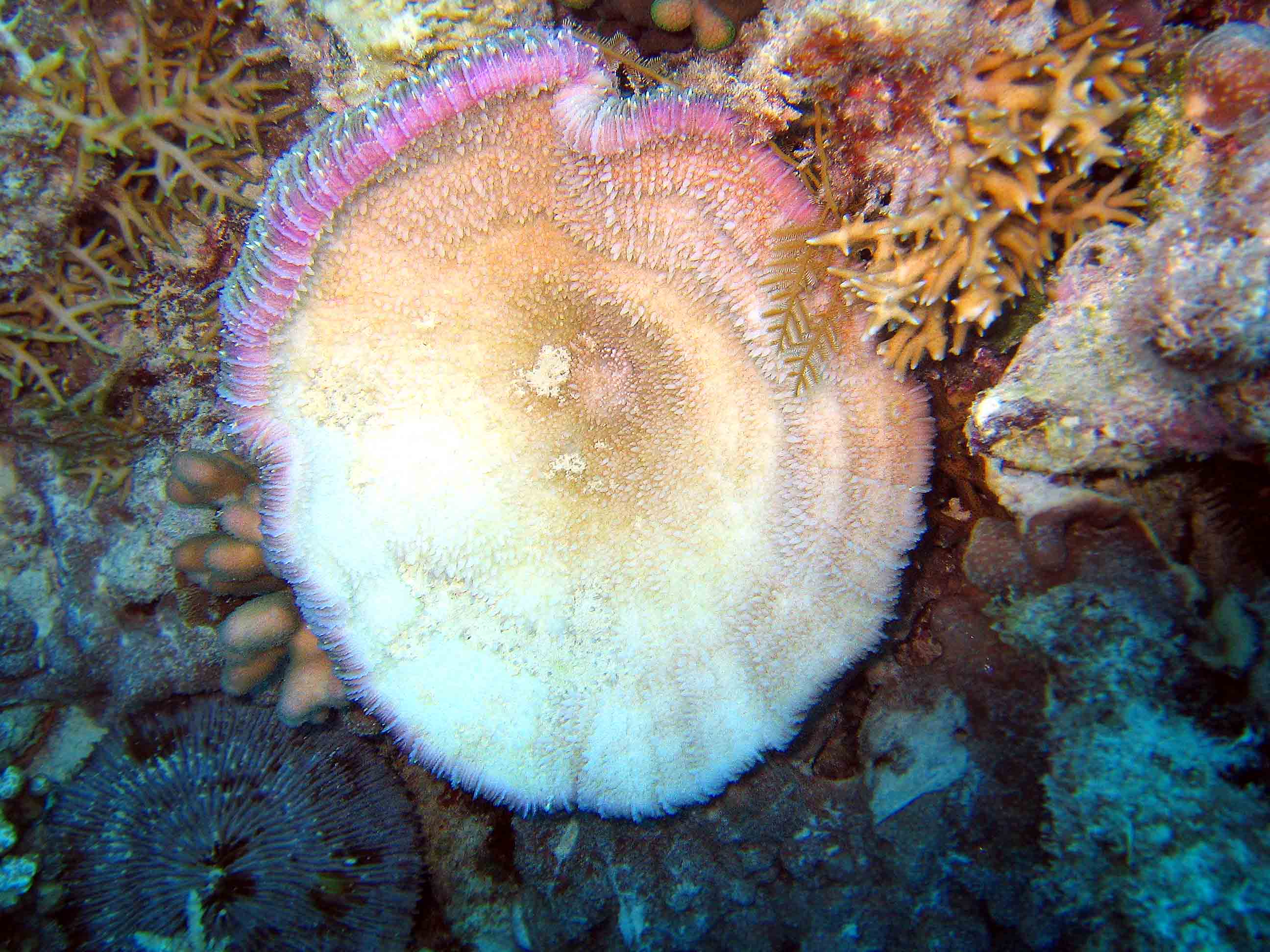 Coral GBR