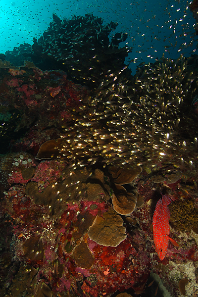 Coral Grouper Palau
