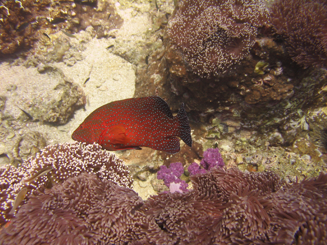 coral grouper