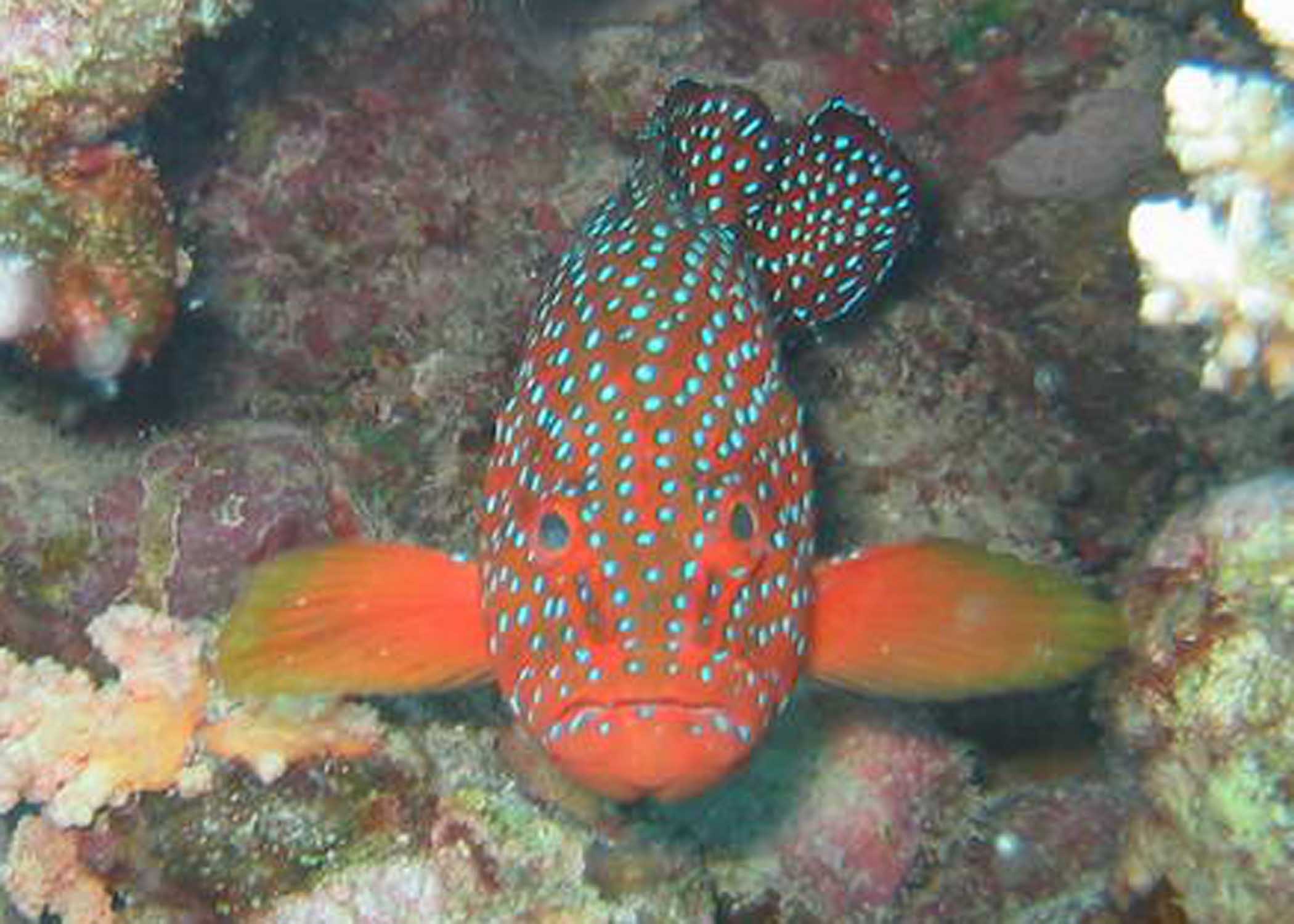 Coral Grouper