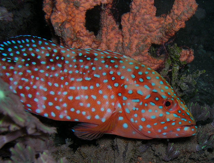 Coral Grouper