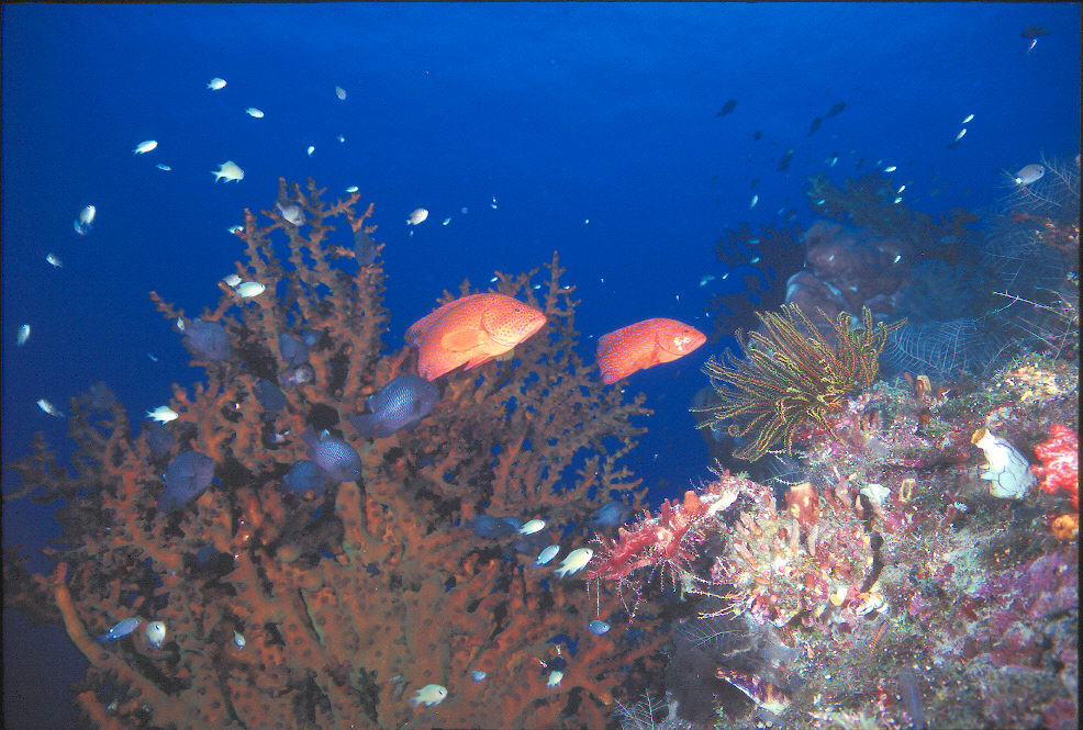 Coral Groupers & Damsel Fish