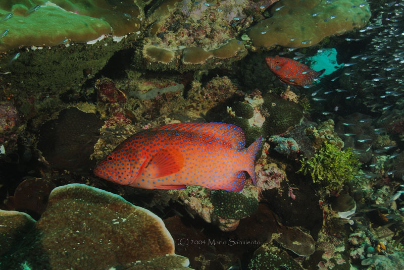 Coral Groupers Palau
