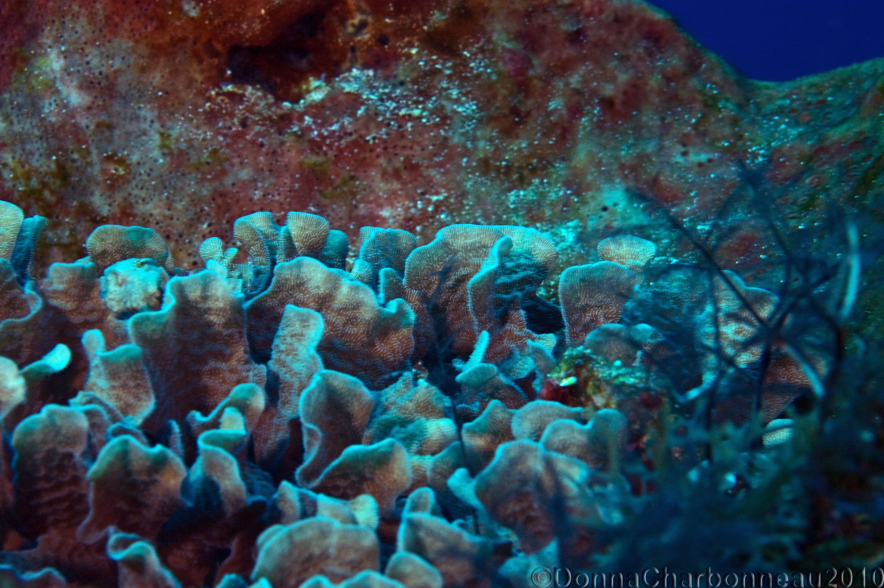 Coral growing inside Large Barrel Sponge