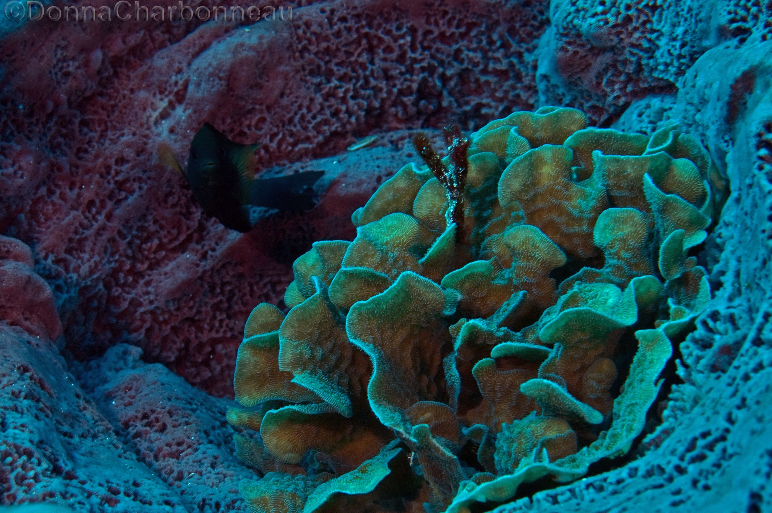 Coral growing inside Large Barrel Sponge