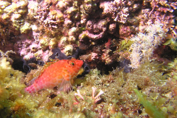 Coral Hawkfish