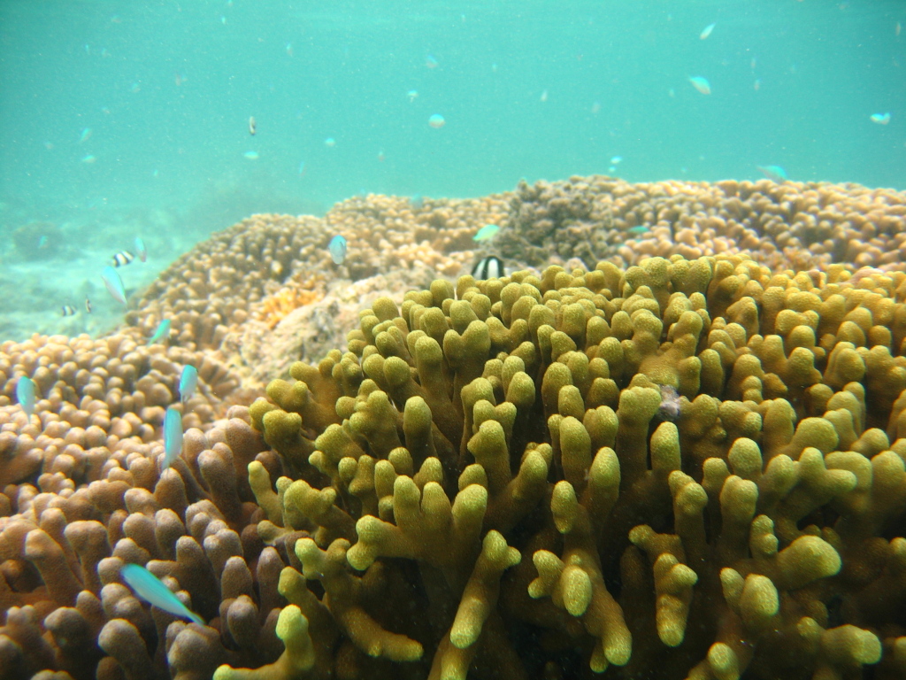 Coral head at Asan, Guam