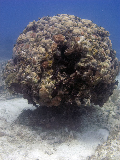 Coral Head