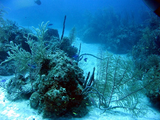 Coral Heads