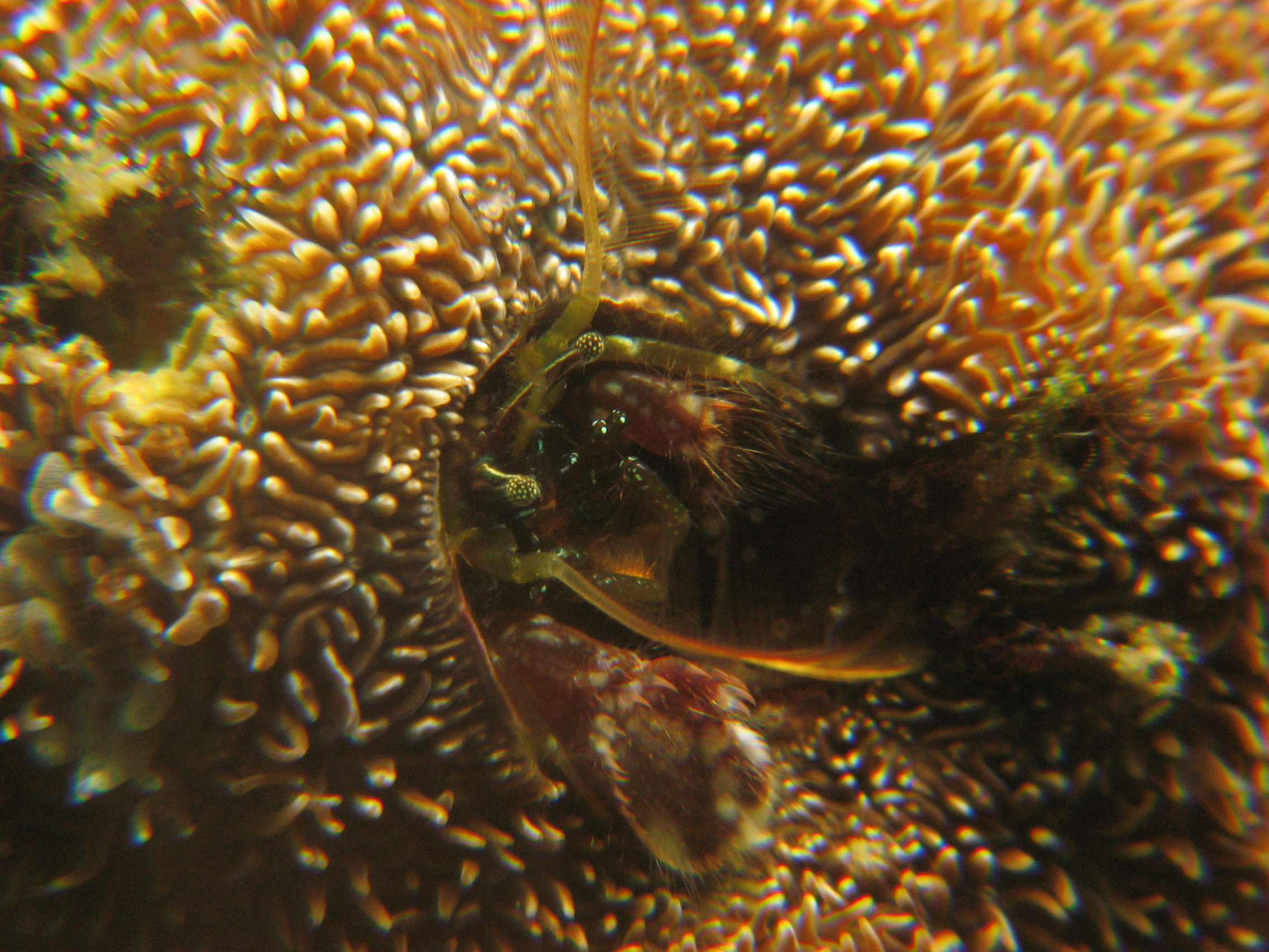 Coral Hermit Crab (Paguritta?)