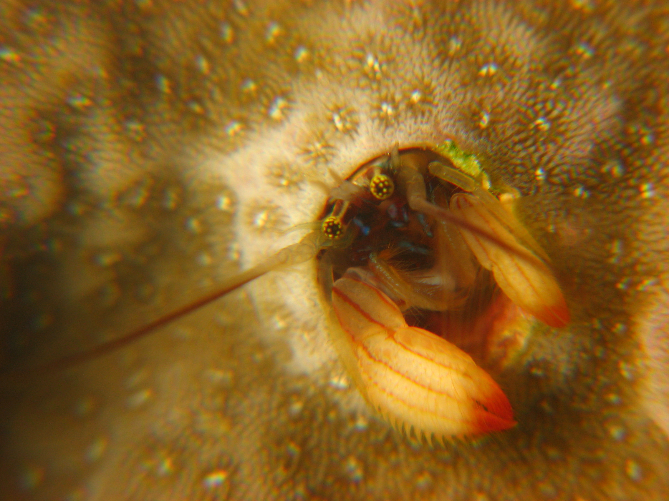 Coral Hermit Crab