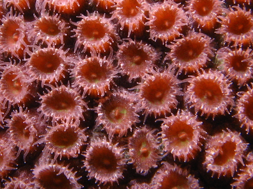 Coral in Bonaire