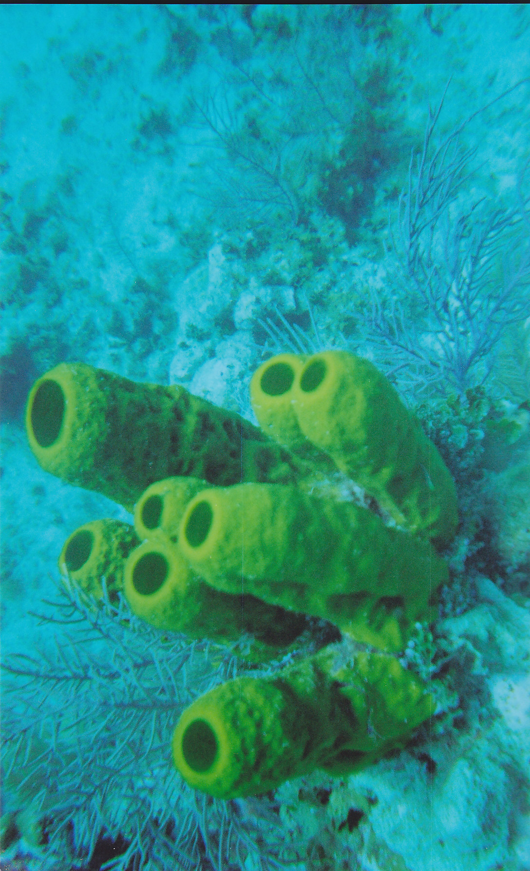 Coral in Grand Cayman