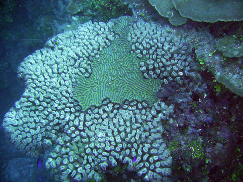 Coral In Roatan