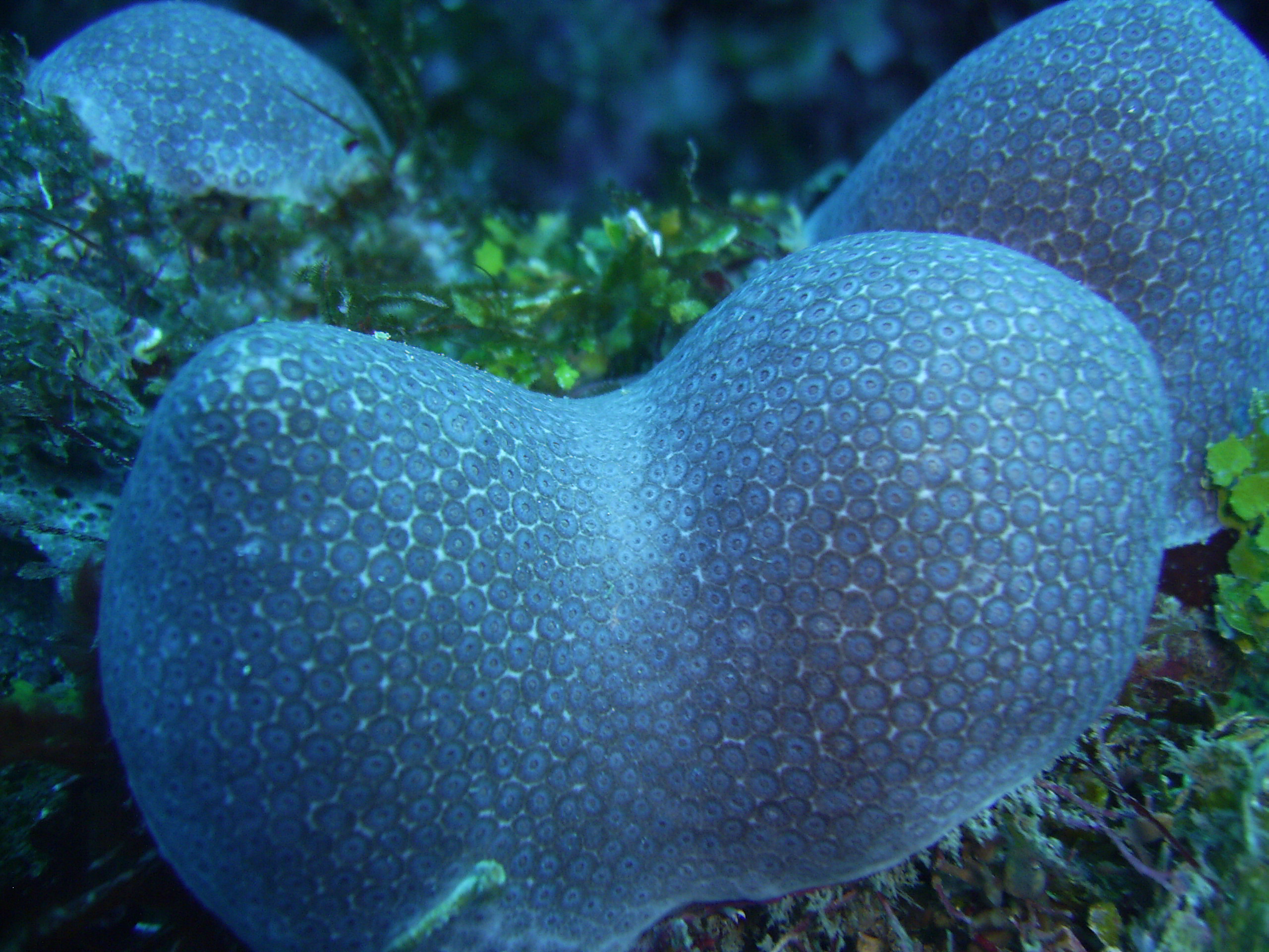 Coral In Roatan