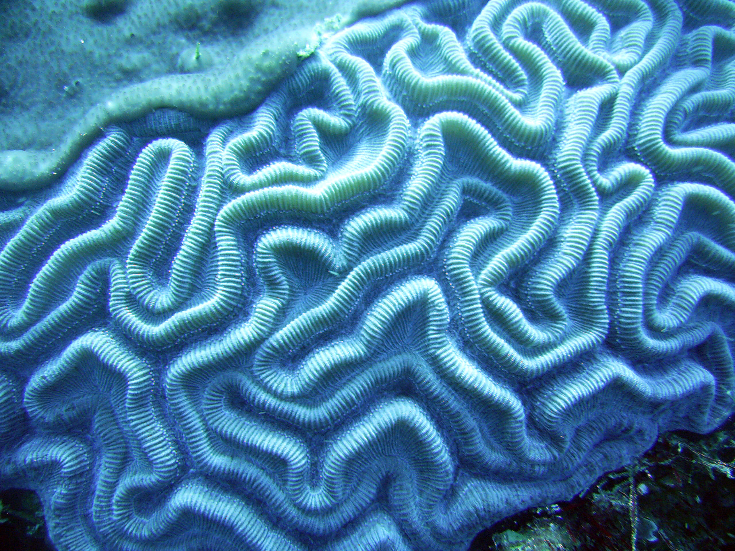 Coral In Roatan