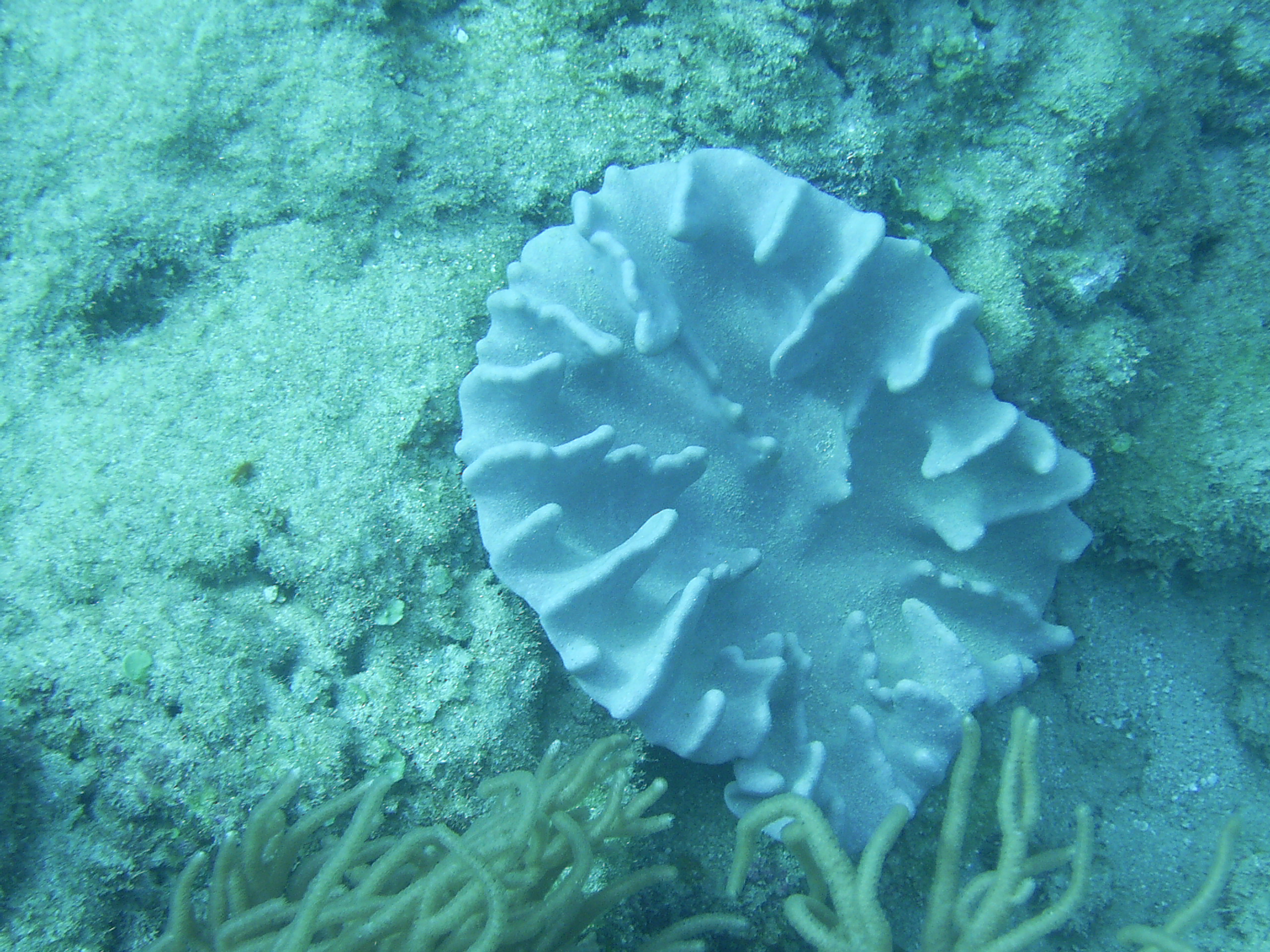 Coral life at Kadena