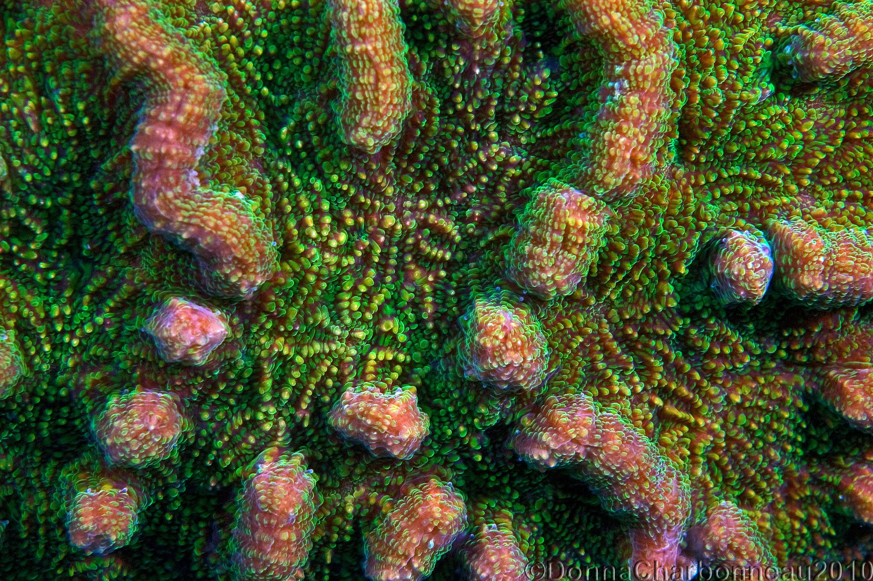 Coral Macro