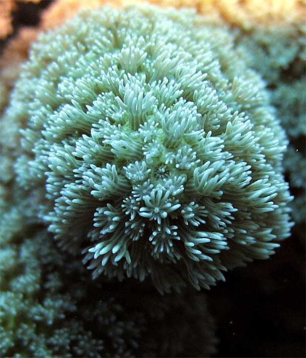 Coral macro