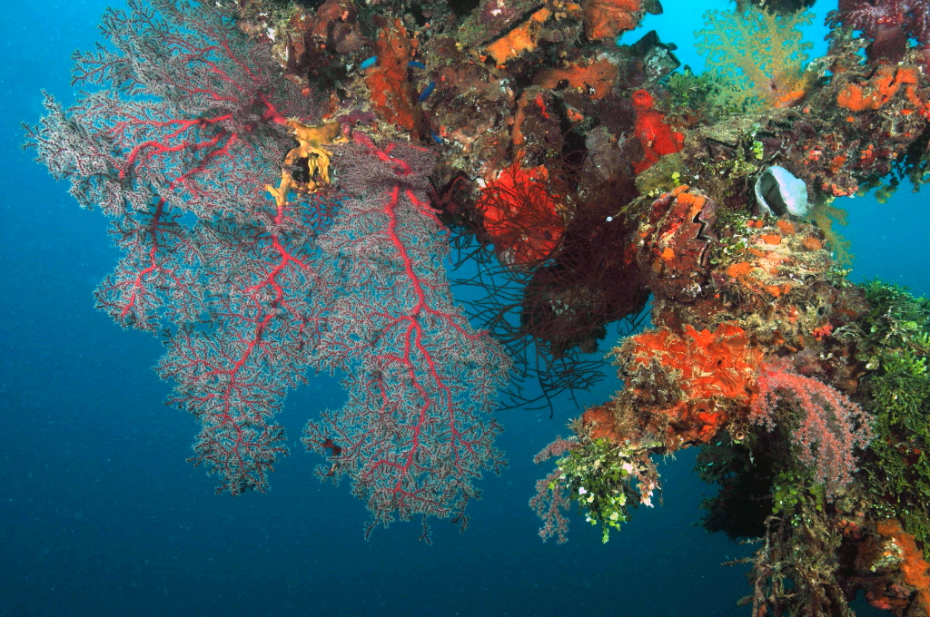 Coral Montage 2: Truk Lagoon Wrecks