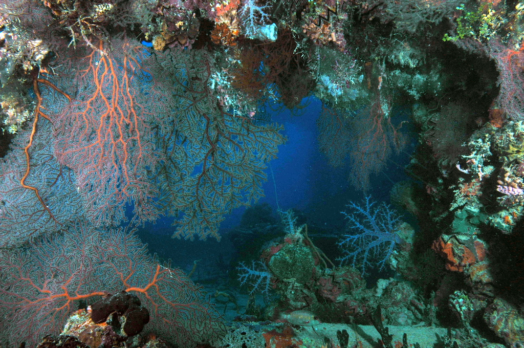 Coral Montage: The Wrecks of Truk Lagoon