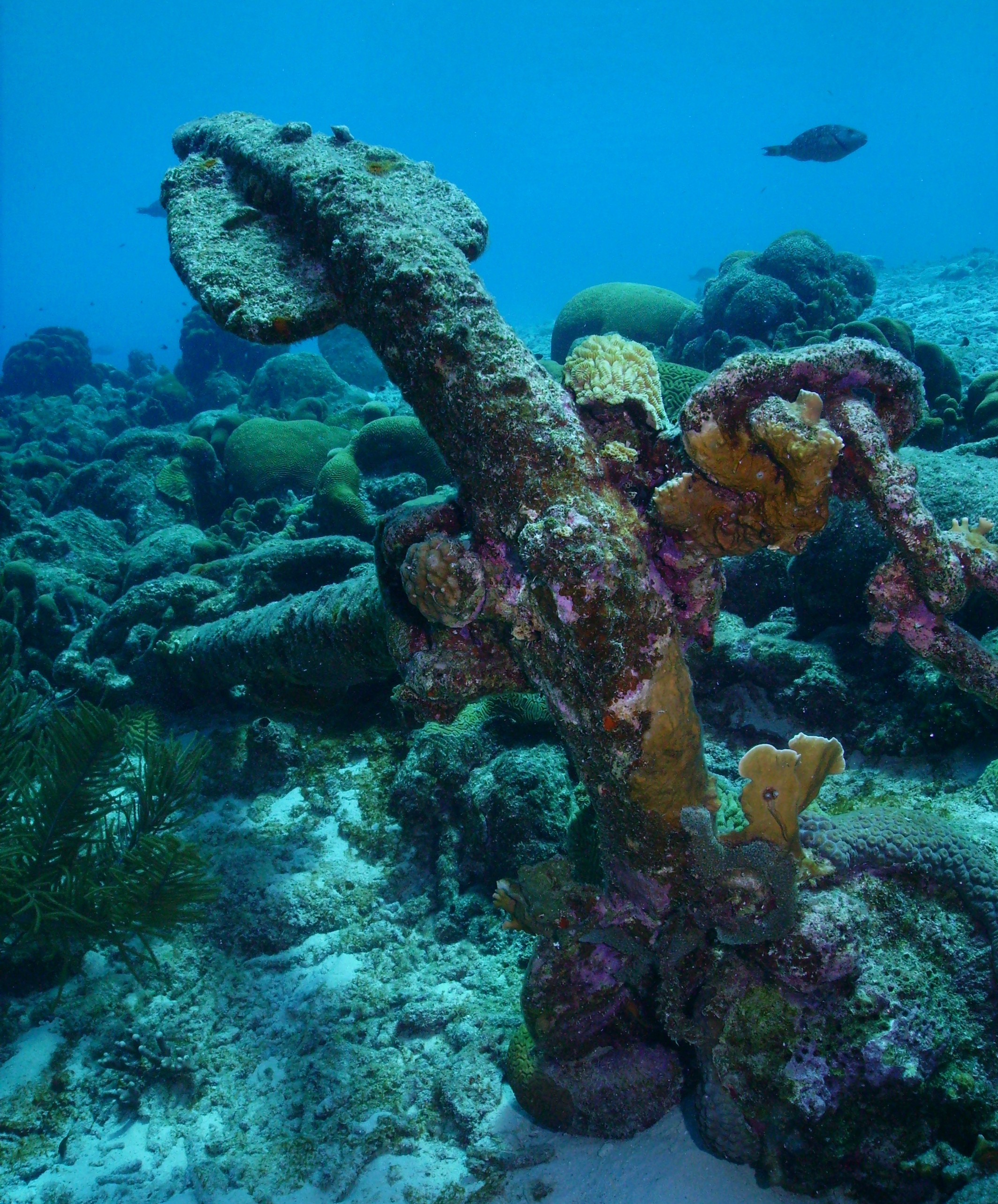 Coral on old anchor