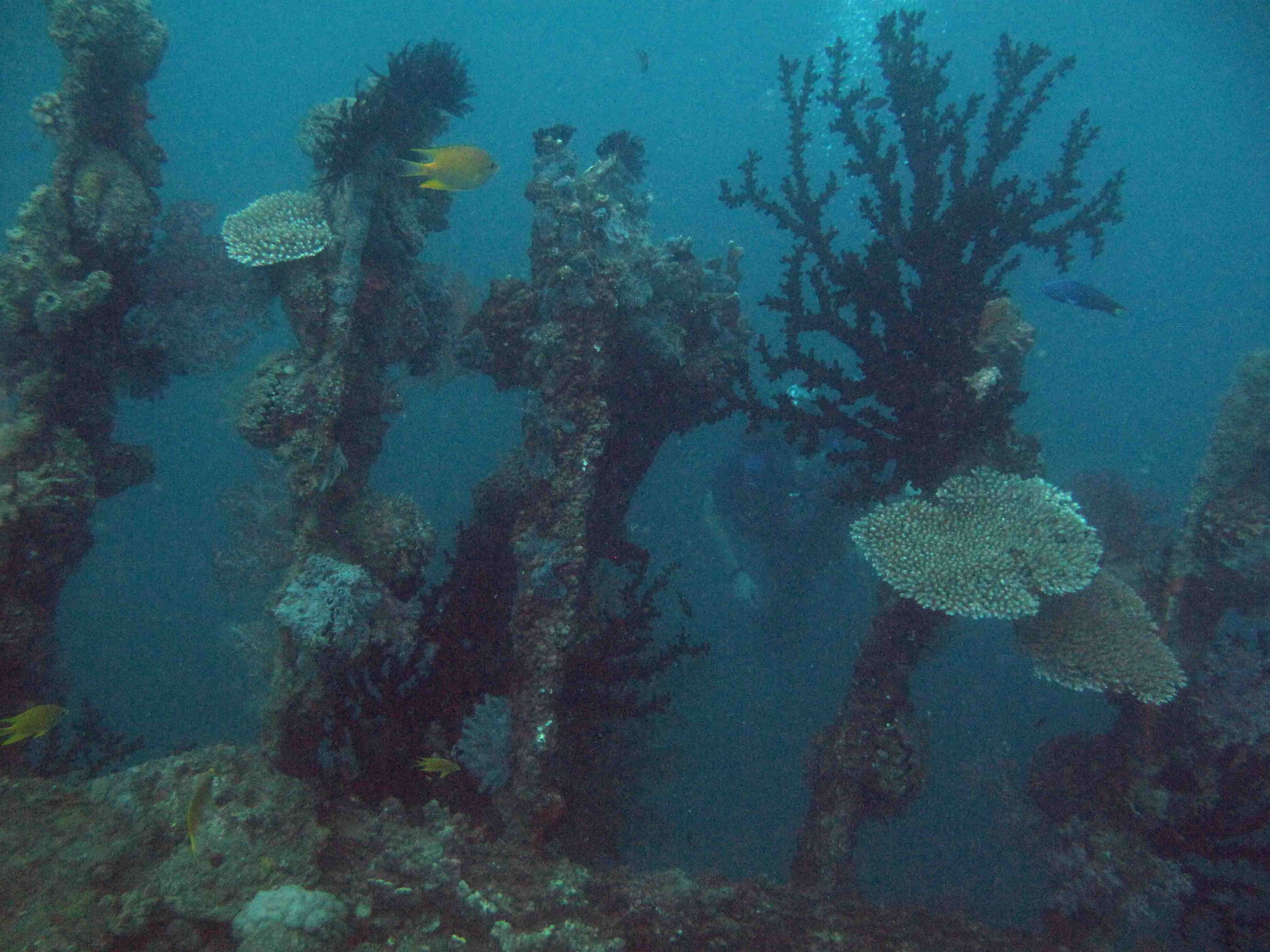 coral on the wreck