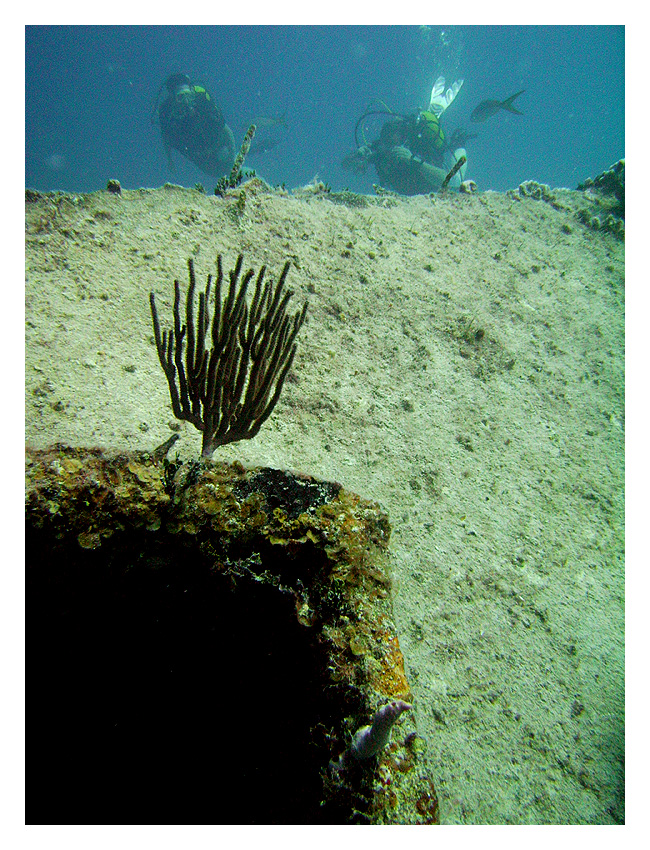 Coral on wreck and divers