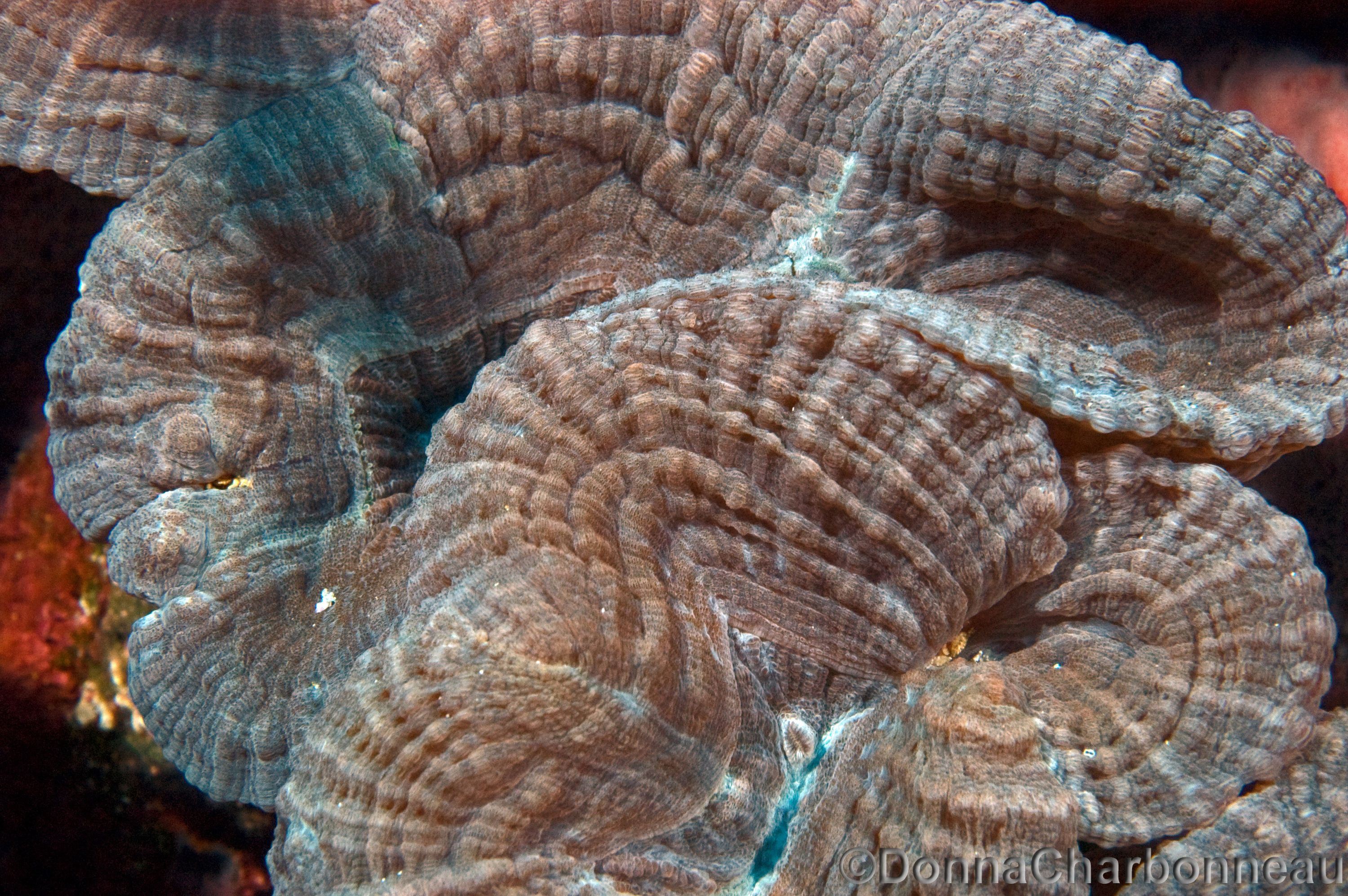 Coral polyps growing inside a very large Vase Sponge