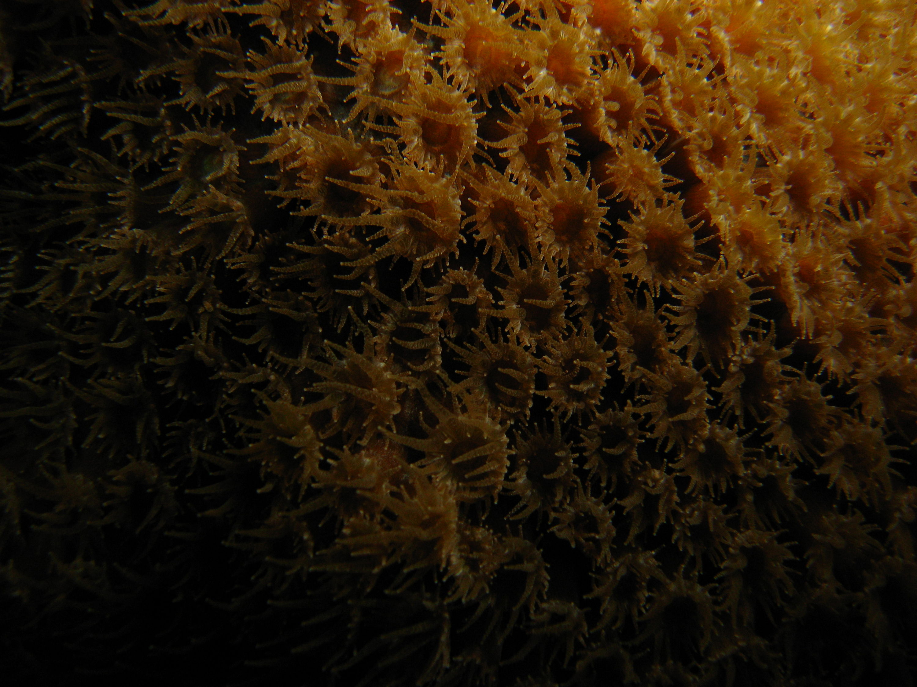 coral polyps open at night