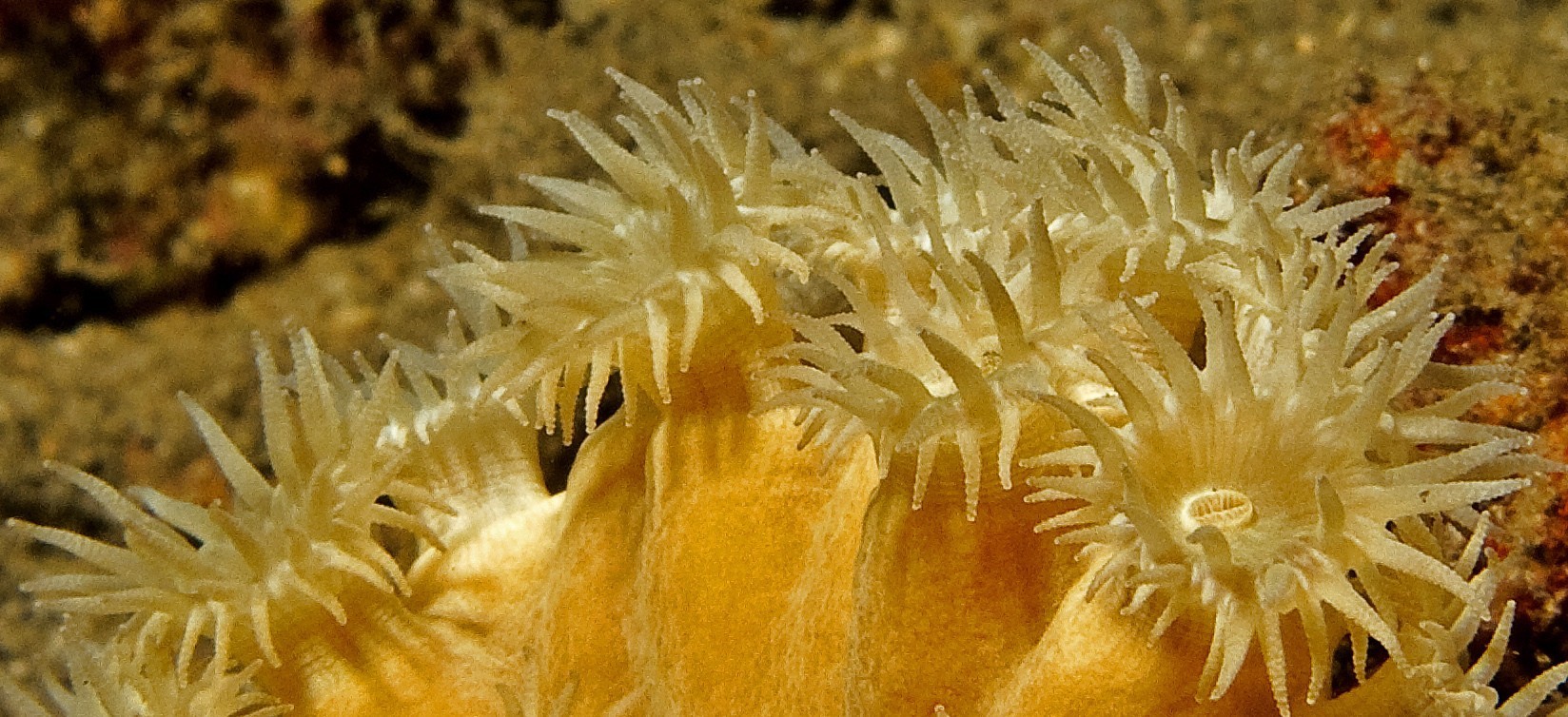 Coral Polyps