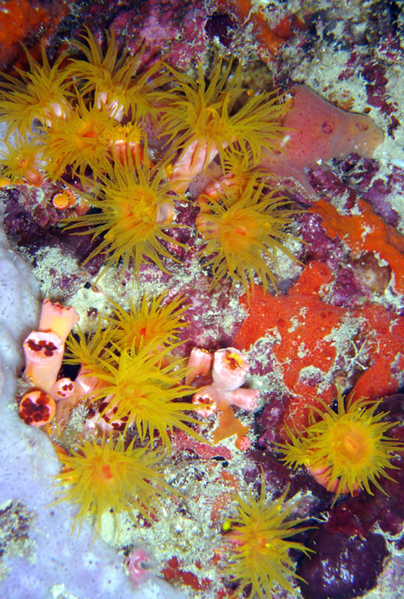 Coral Polyps