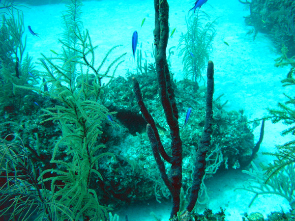 Coral, reef, fish