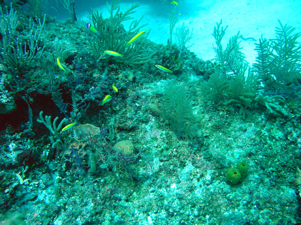 Coral, reef, fish