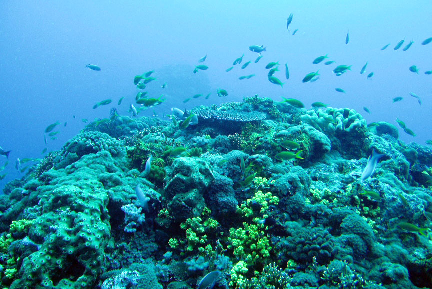 Coral Reef Scene