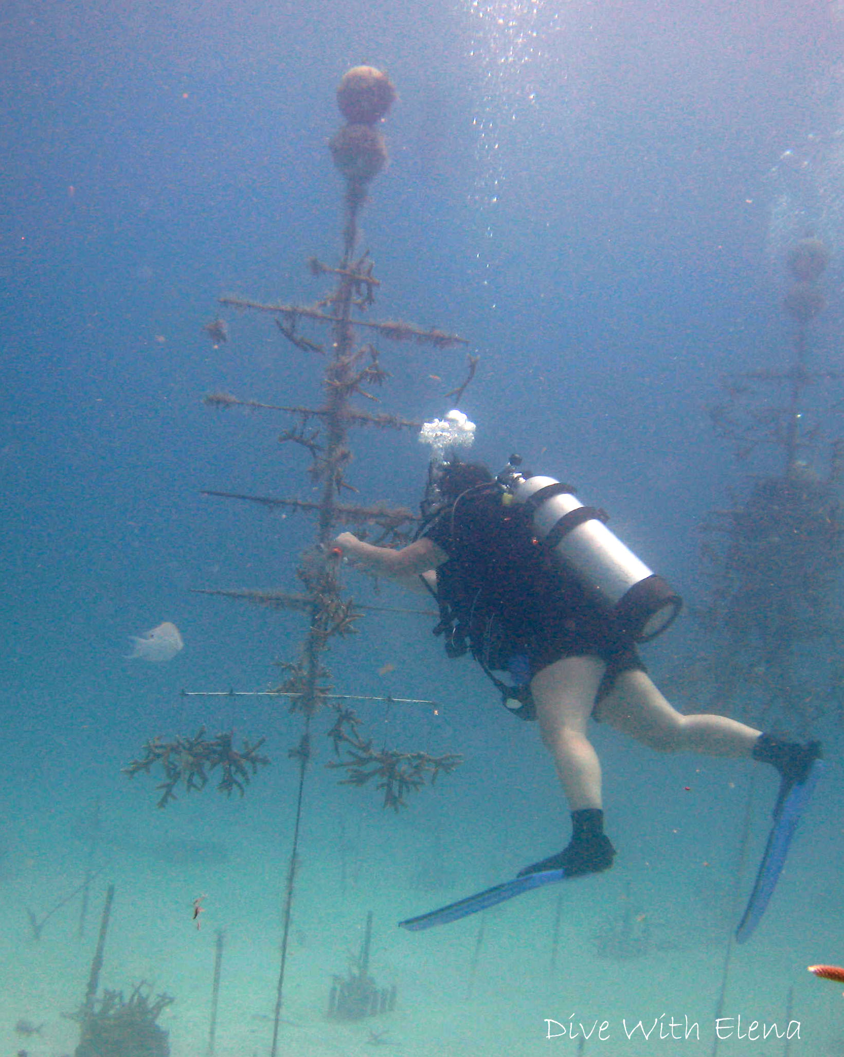 Coral Restoration Dives, Key Largo, FL