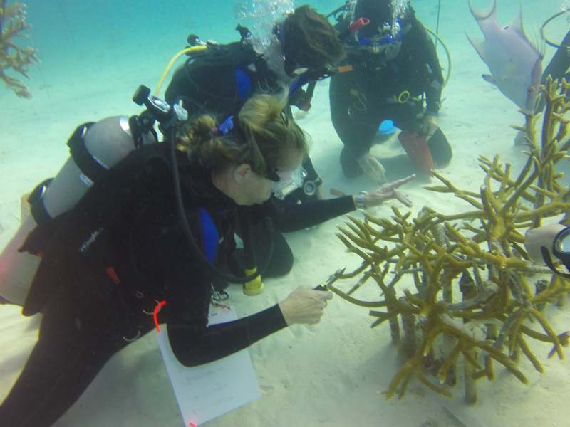 Coral Restoration Nursery Dive Jan 2015