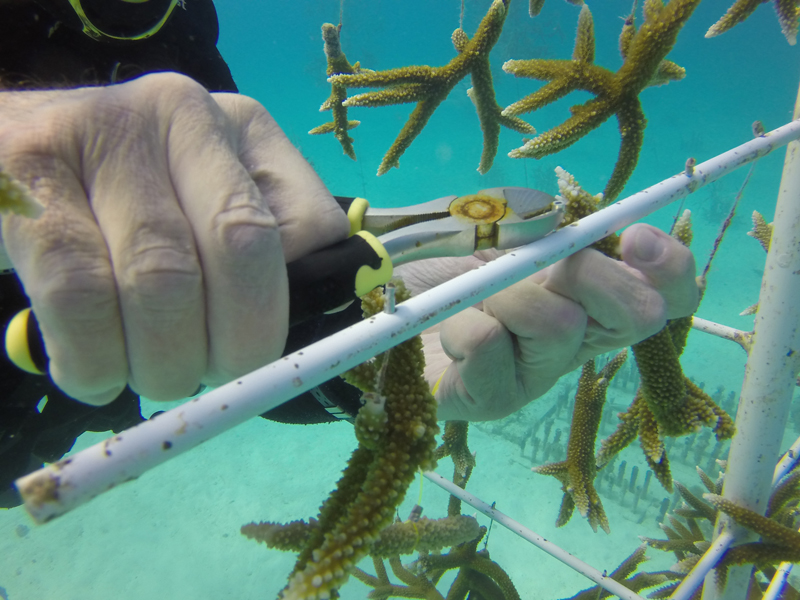 Coral Restoration Nursery Dive Jan 2015
