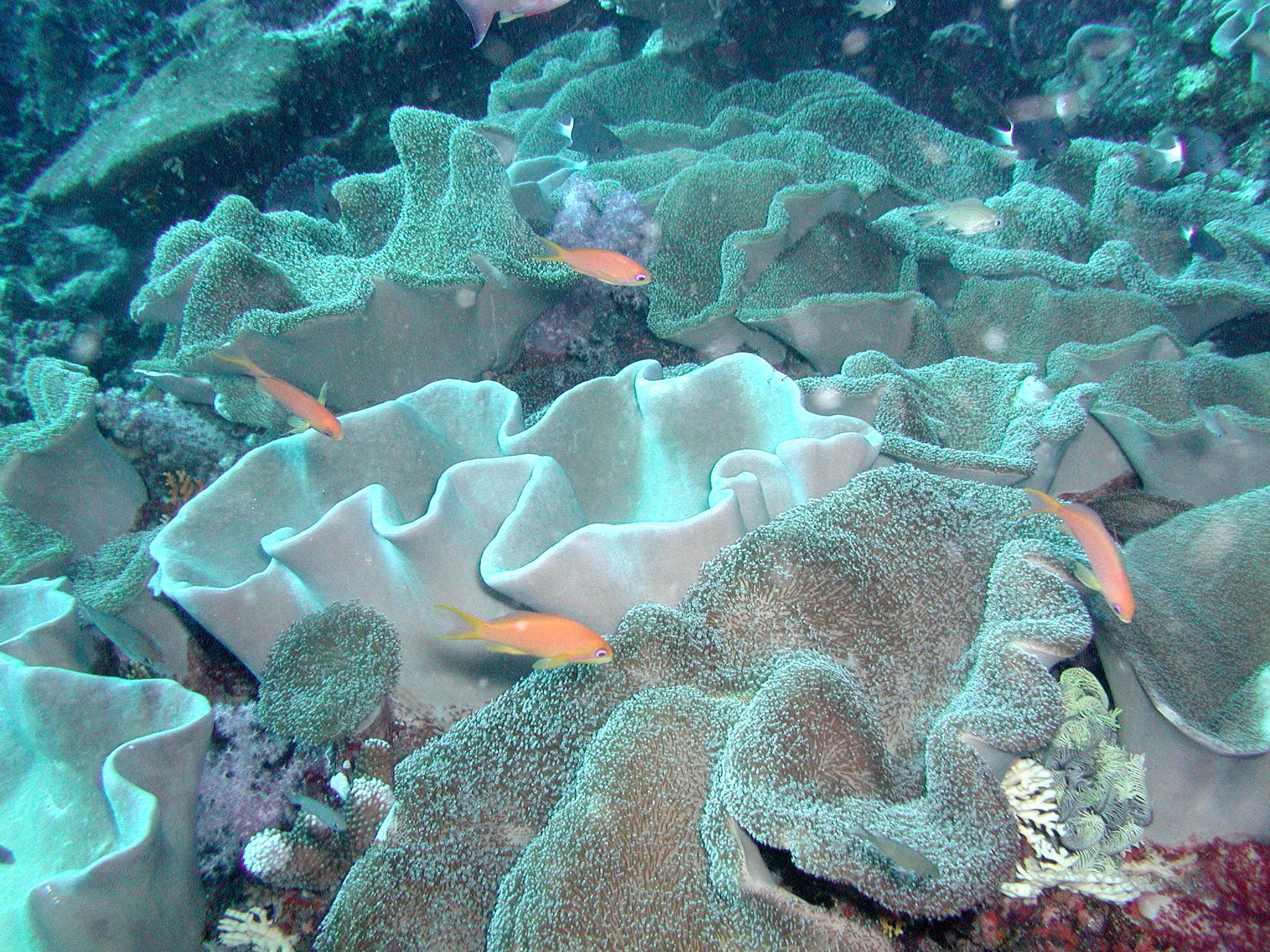 Coral Scene