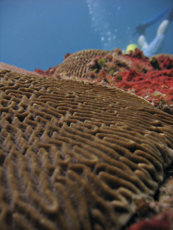 Coral, shallow DOF