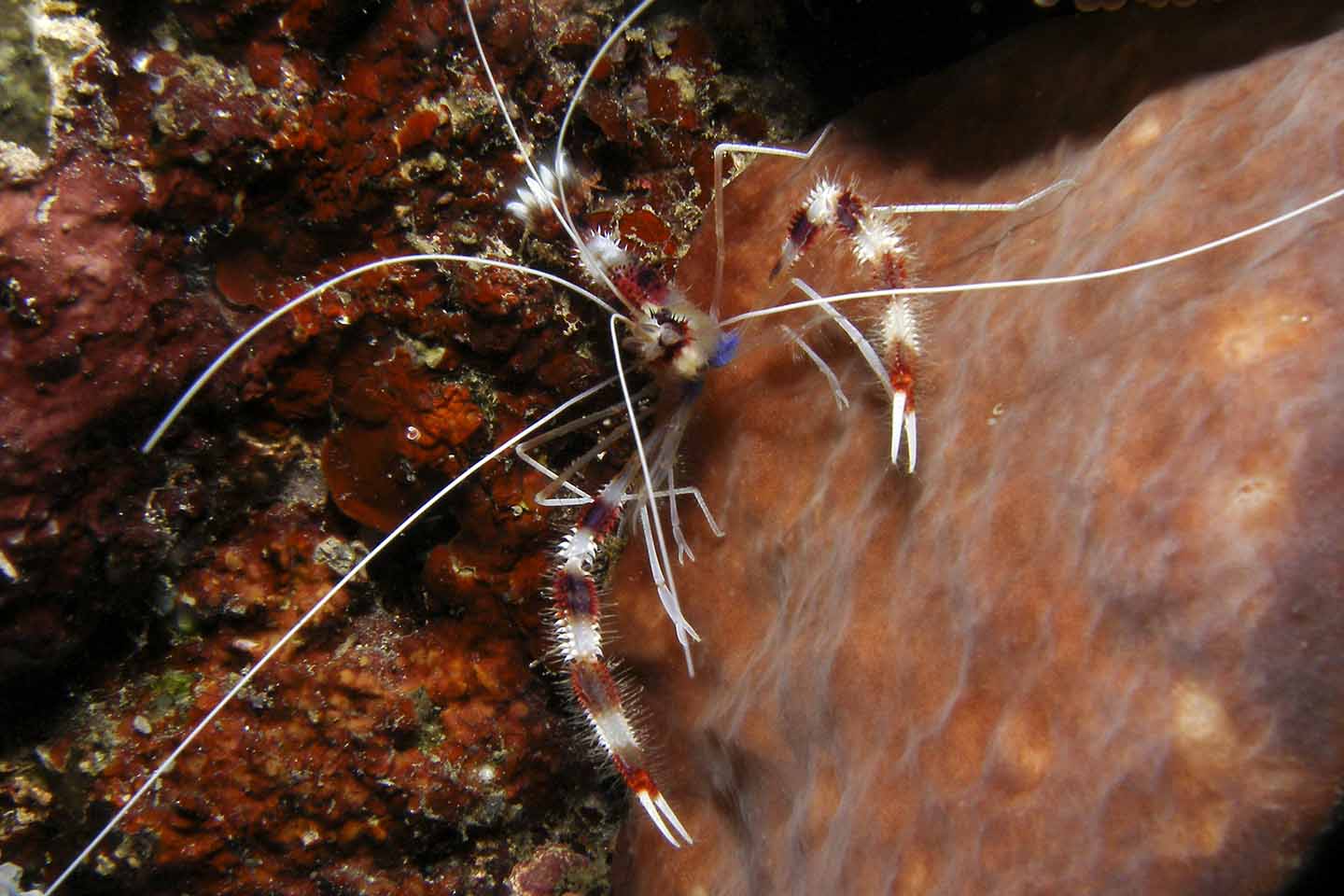 coral shrimp