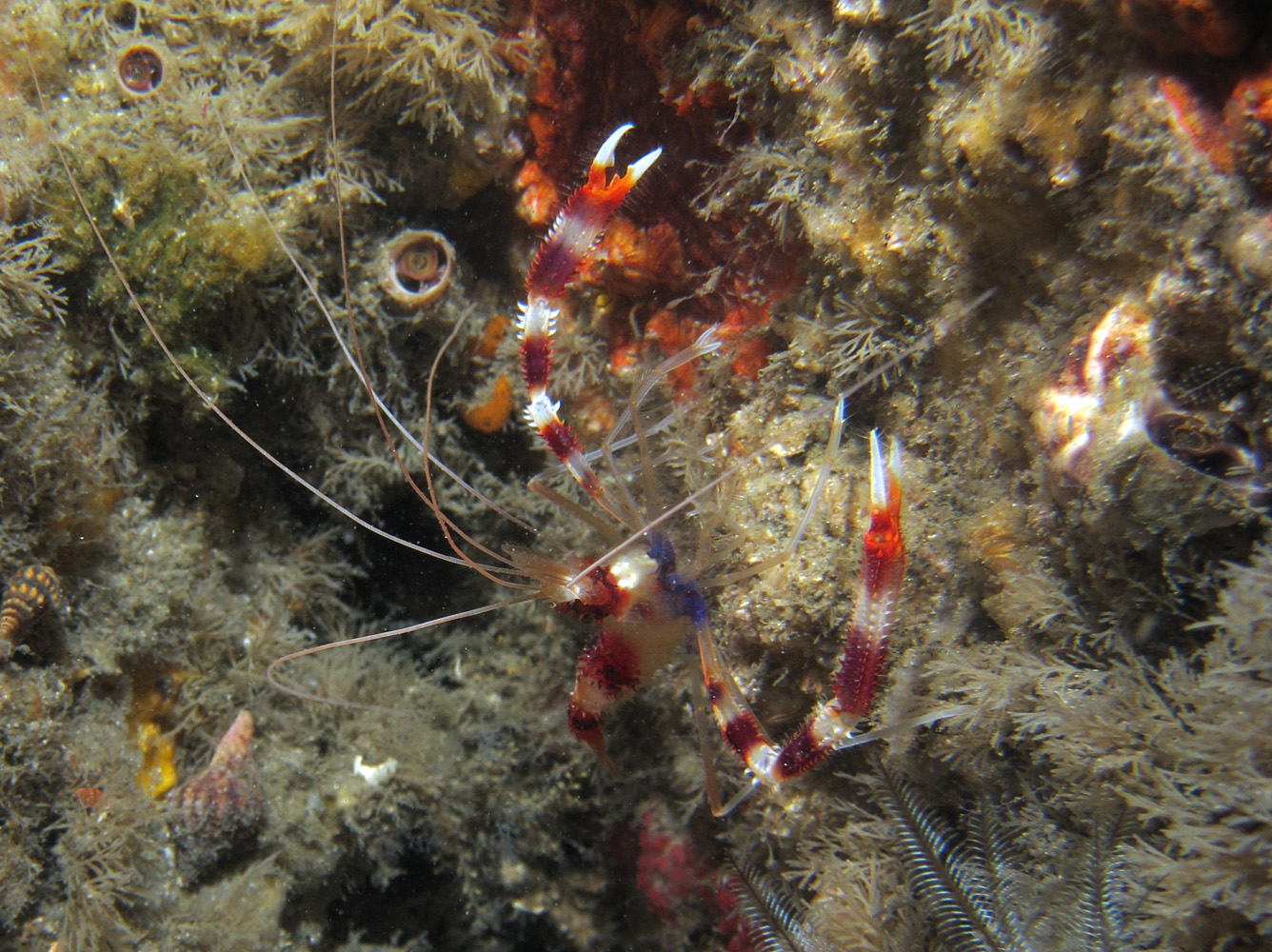 Coral Shrimp