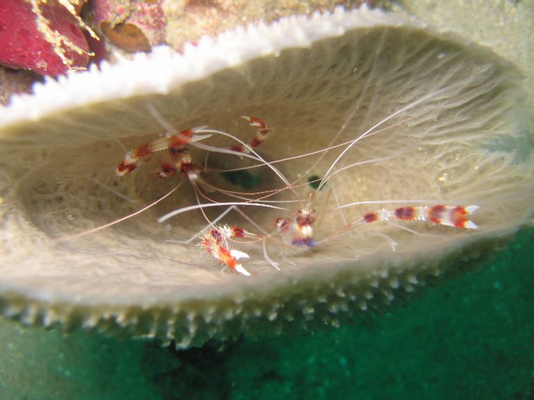 Coral Shrimp