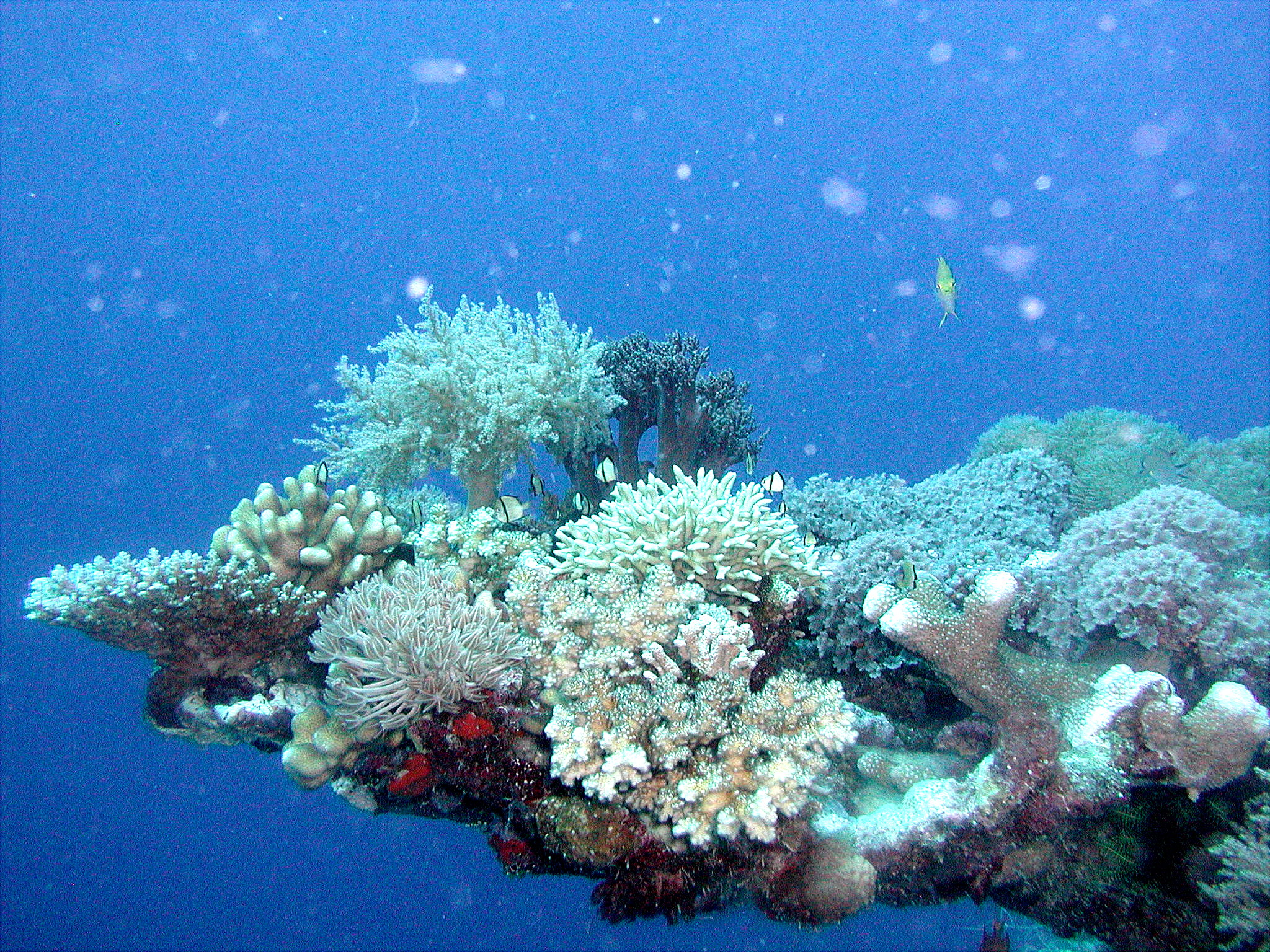 Coral Tableau