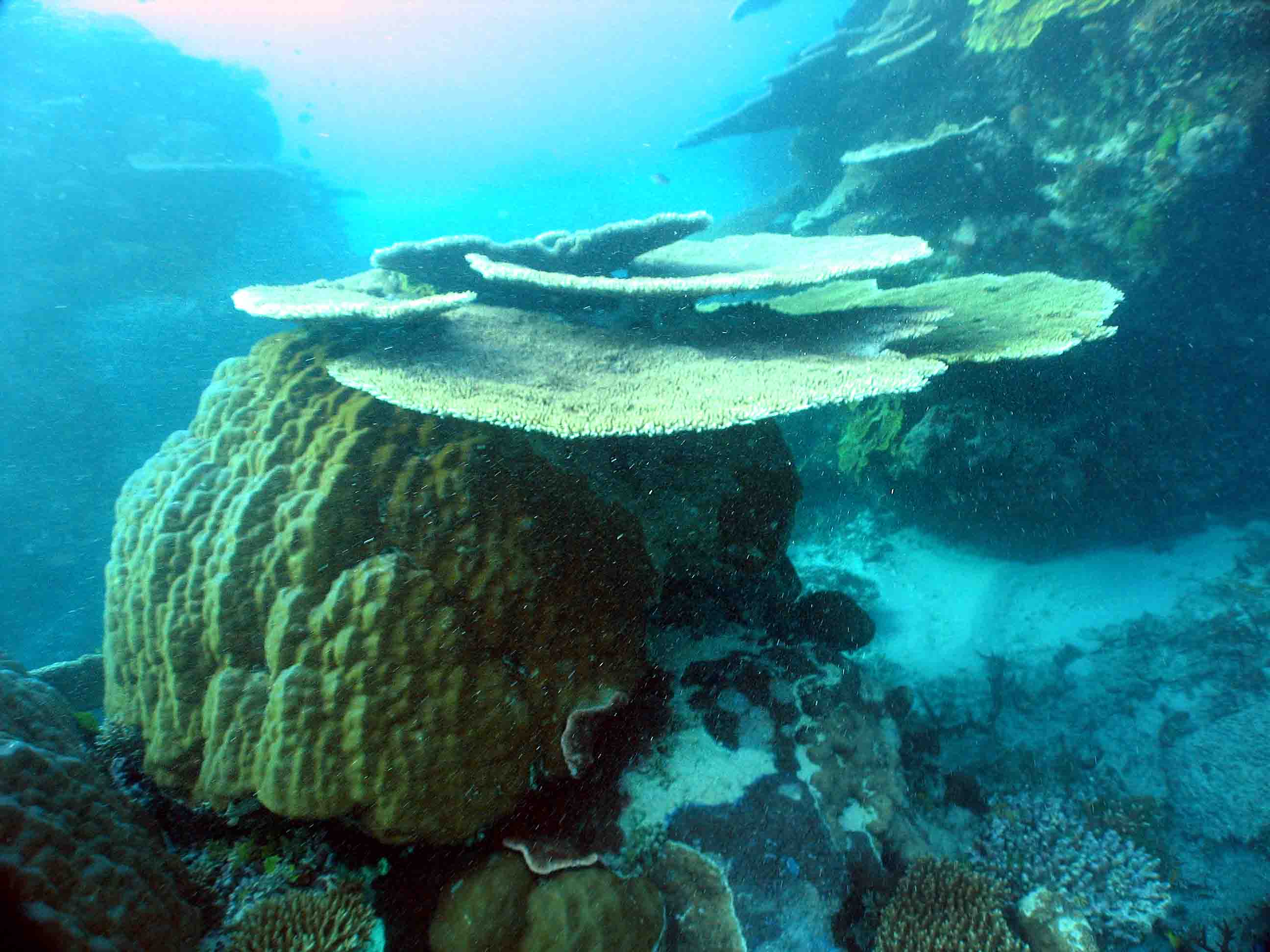 Coral Tables GBR