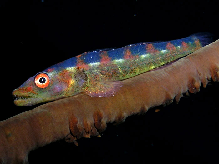 Coral Whip Goby