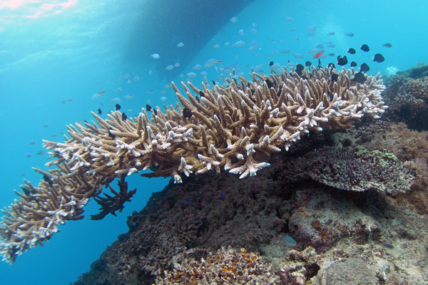 Coral with Small Reef Fish