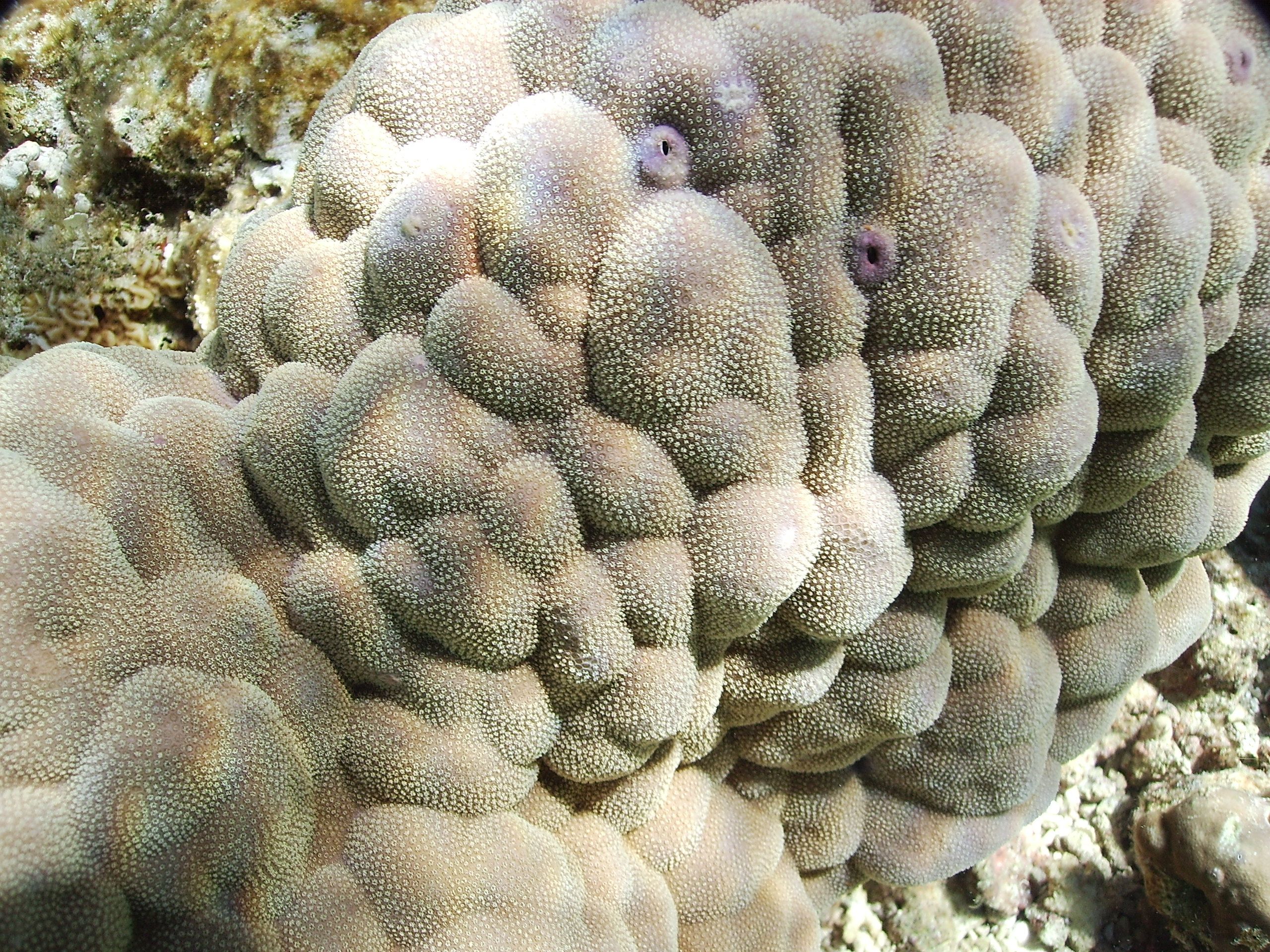 Coral