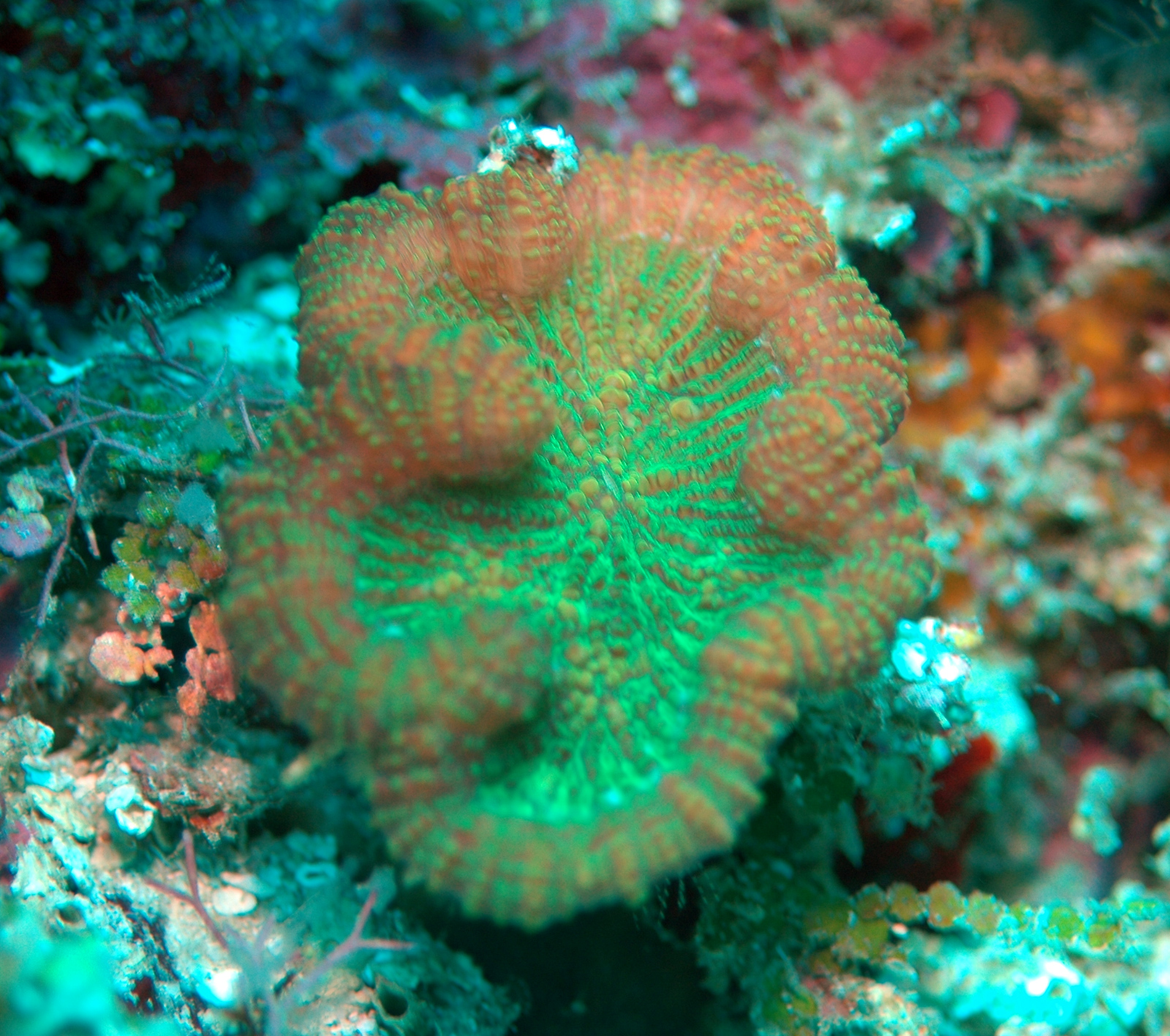 Coral